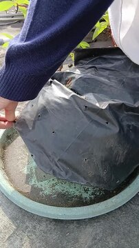Harvest Cassava Planted in Polybag