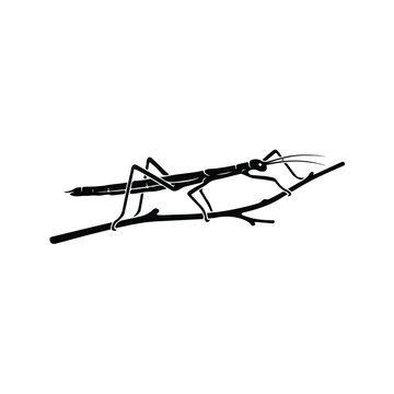 Stick Insect on Branch.