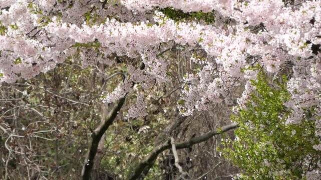 散る桜の花びら　桜吹雪　スローモーション