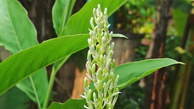 Galangal flowers are aromatic tropical blooms from rhizome plants used in cuisine.