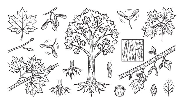 Maple tree leaves seeds branches roots bark stump vector illustration