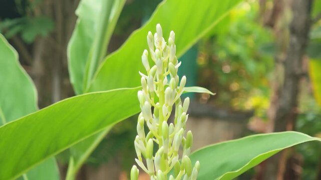 Galangal flowers are aromatic tropical blooms from rhizome plants used in cuisine.
