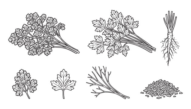 Vector illustration of fresh parsley bunch, leaves, roots, and dried seeds