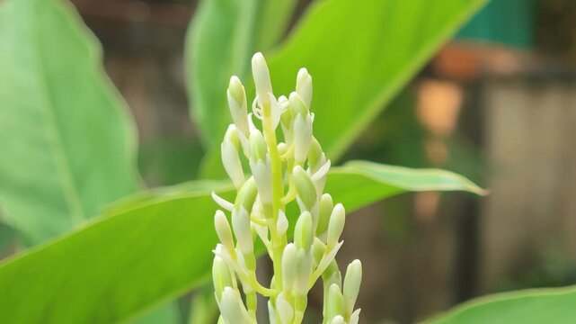 Galangal flowers are aromatic tropical blooms from rhizome plants used in cuisine.
