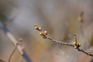 Close up of cherry blossom buds on branch with soft bokeh background, Fukushima, Japan © Seyryu