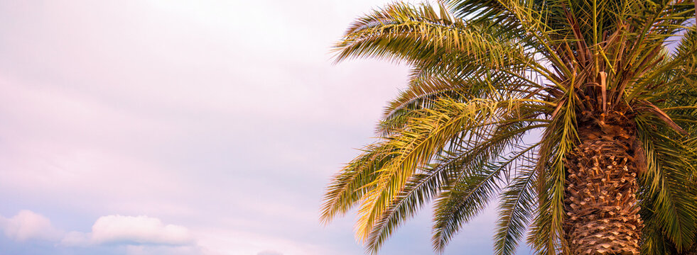 Tropical palm tree against the sunset sky. Tropical landscape