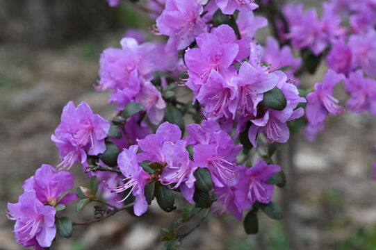 Closeup shot of Rhododendron dauricum flowers