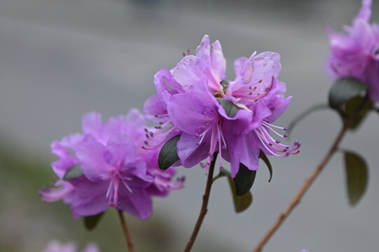 Closeup shot of Rhododendron dauricum flowers