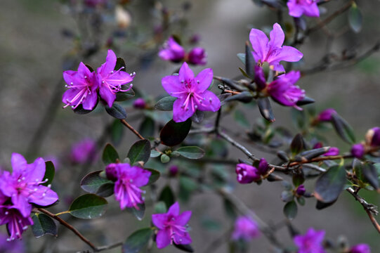 Closeup shot of Rhododendron dauricum flowers