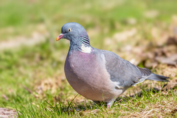  Gołąb grzywacz (Columba palumbus) © Janusz Lipiński
