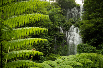 Waterfall cascades down rocks surrounded by green plants © Atlas