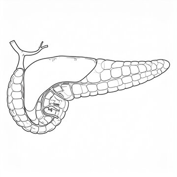 Line art illustration of hookworm parasite in human intestine medical diagram