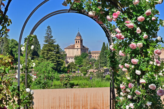 Granada, giardini e roseti in fiore dell'Alhambra, Andalusia, Spagna