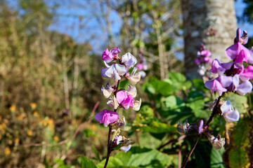 Obraz premium Vibrant Pink and Purple Hyacinth Bean Flowers in Nature