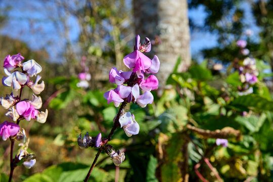 Vibrant Pink and Purple Hyacinth Bean Flowers in Nature