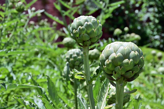 Granada, giardini cin carciofi nel complesso dell'Alhambra, Andalusia, Spagna