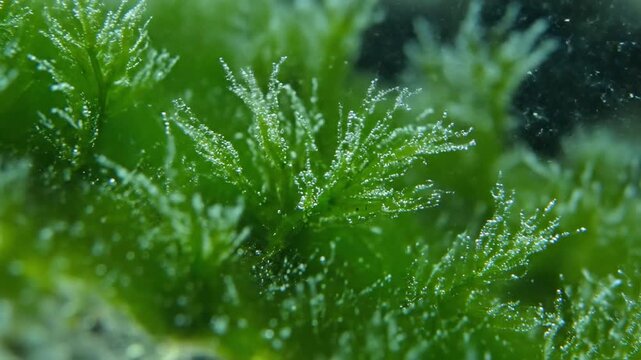 Vibrant green aquatic algae with rising oxygen bubbles in a clear underwater environment