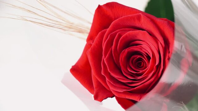 Red rose wheat ear macro closeup white background copy space horizontal sant jordi catalonia spain
