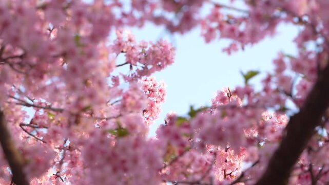 空の先にピンクの桜とセットで覗く