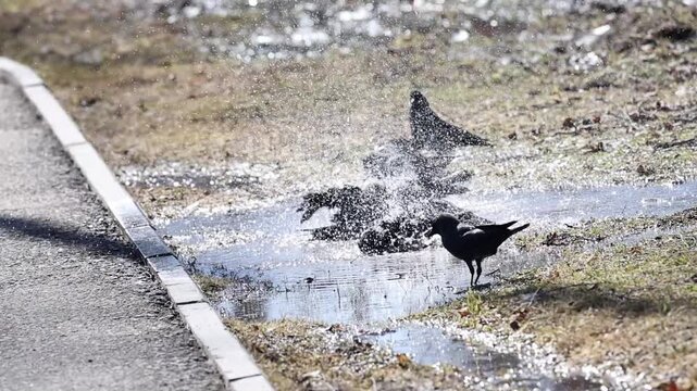 Jackdaws frolicking in a puddle beside the pavement, sparkling splashes in bright spring sun, slow motion