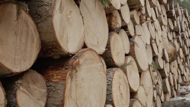 Wooden logs are stacked together showing circular cuts. The texture highlights the natural beauty of the wood. This arrangement showcases various wood grains and patterns.