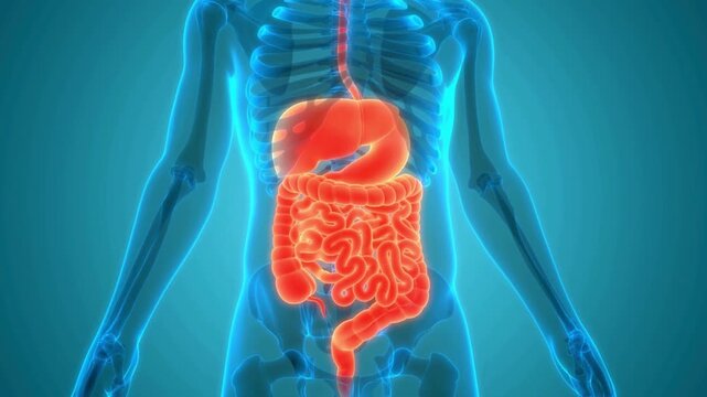 Comprehensive 3D Rendering of the Human Digestive System, Illustrating Internal Organs, Anatomy, and Biological Processes in a Medical Context