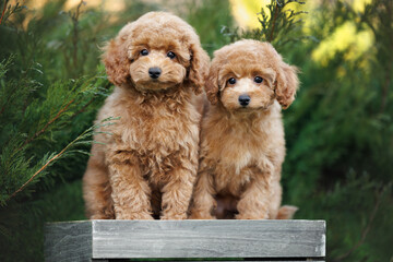 miniature and toy poodle puppies sitting together outdoors
