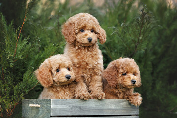 threee miniature poodle puppies posing together in a wooden box outdoors