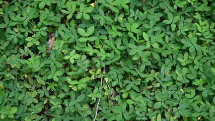 Fototapeta premium green leaves background