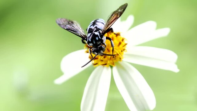 Neon Cockoo Bee colNeon Cockoo Bee collecting pollen from little daisy flower with blur green background