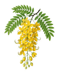 Obraz premium Kanikonna or Golden Shower Tree Branch with Yellow Flowers and Green Leaves, Cassia Fistula Illustration for Kerala Vishu Festival Isolated on Transparent Background