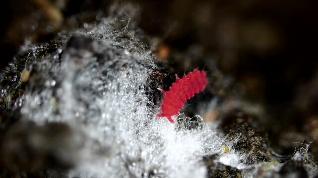 Red springtail on the rotten wood from top view