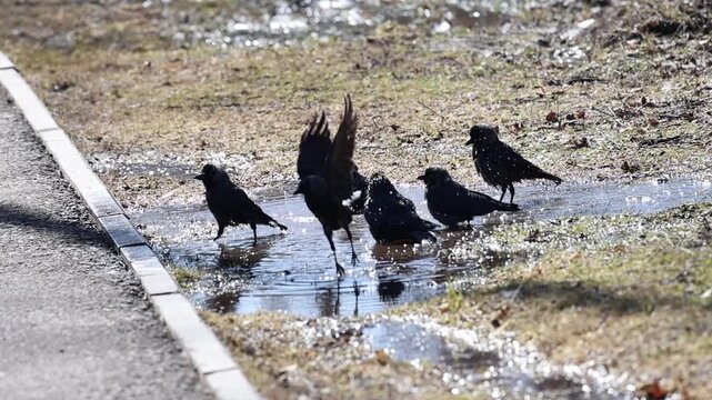 Jackdaws splashing in a puddle near the sidewalk on a sunny spring day, slow motion