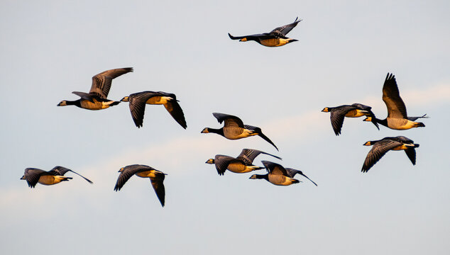 Nonnengans ( Branta Leucopsis) Schwarm fliegt &uuml;ber D&auml;nemark