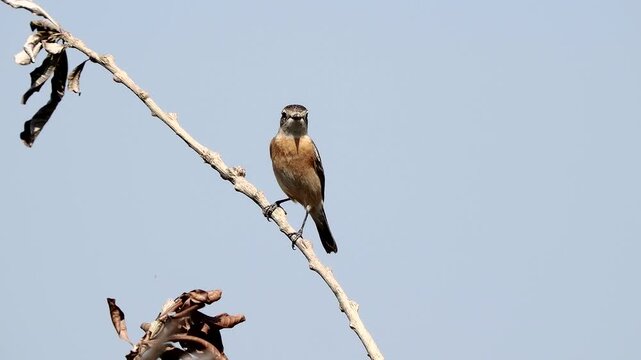 A female adult stonechat perched on a branch