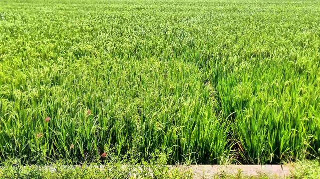 Lush Green Rice Paddy Field in Tropical Indonesia Vibrant Agriculture Landscape Java