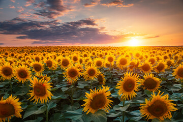 Obraz premium A bright sunset over fields of sunflowers stretching endlessly into the distance. Agricultural oil extraction industry.