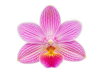 Fototapeta premium A vibrant and colorful poinsettia plant in full bloom isolated on transparent background