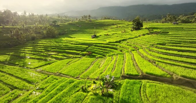 Jatiluwih rice terraces, vibrant green paddy fields and subak irrigation system, sunlit patterns under a tropical sky with distant mountains. Travel and explore Bali nature. Aerial view drone flight