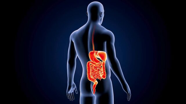 Anatomical illustration of the human digestive system, highlighting the intestines and esophagus