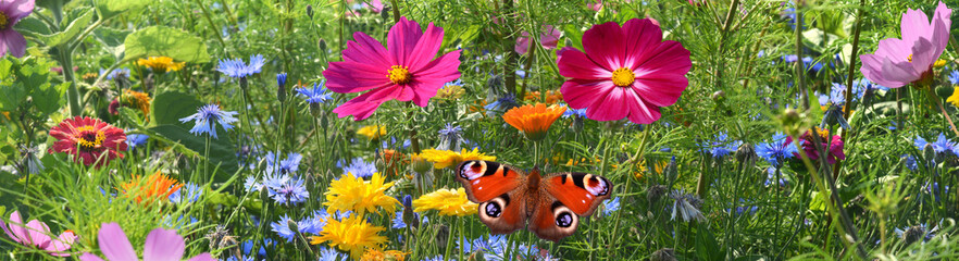 Schmetterling 1300 © K.-U. Häßler