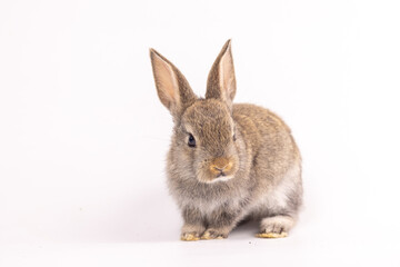 Obraz premium Baby bunny easter fluffy rabbits posing on white nature background on sunny day, Lovely mammal with beautiful bright eyes in nature life. Symbol animal of easter day.