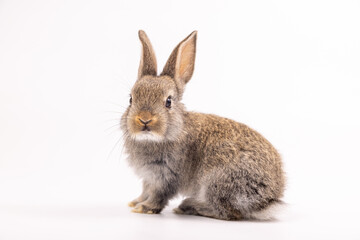 Obraz premium Baby bunny easter fluffy rabbits posing on white nature background on sunny day, Lovely mammal with beautiful bright eyes in nature life. Symbol animal of easter day.