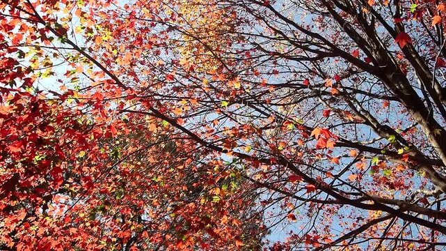 Red maple tree in forest in fall season, Beautiful autumn background.