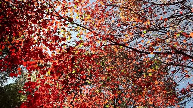 Red maple tree in forest in fall season, Beautiful autumn background.