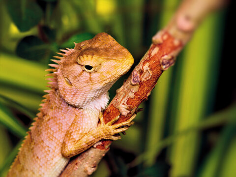 A Macro Photo of  garden lizard resting on a branch at Hua Hin Thailand