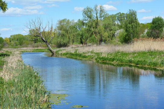 Scenic Oster River Landscape with Dry Willow Tree