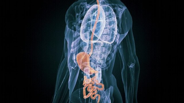 Anatomical illustration of the human digestive system, focusing on the stomach and esophagus within a transparent body outline