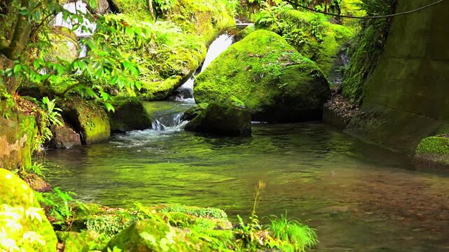 白糸の滝 苔むした岩間を流れる清流と新緑
「深い森の奥、苔に覆われた岩肌を撫でるように流れる水。都会の喧騒を忘れさせる、究極のヒーリング・ムービー。」
阿蘇郡西原村(白糸の滝)
Shiraito Falls: Clear stream flowing through moss-covered rocks and lush greenery
