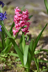 Obraz premium Blooming bright pink hyacinth against the backdrop of a spring garden Inflorescence of small star-shaped flowers with twisted petals Color saturated background blurred bokeh nature flora